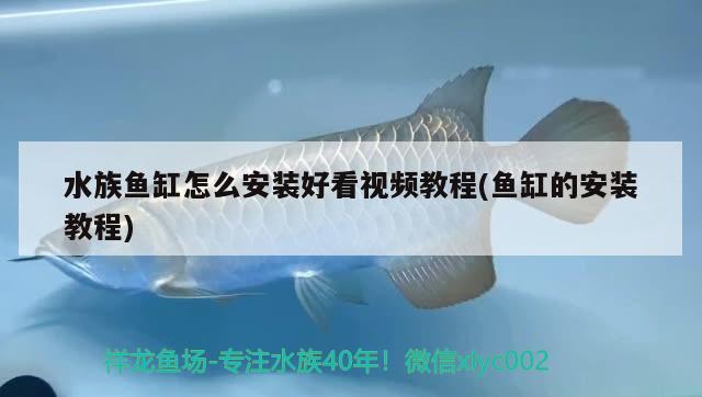 水族魚缸怎么安裝好看視頻教程(魚缸的安裝教程) 埃及神仙魚