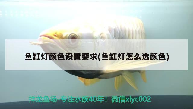 魚缸燈顏色設(shè)置要求(魚缸燈怎么選顏色) 充氧泵