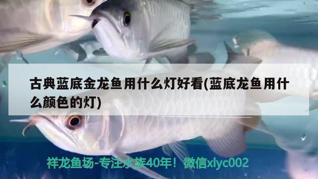 古典藍(lán)底金龍魚用什么燈好看(藍(lán)底龍魚用什么顏色的燈) 鴨嘴鯊魚