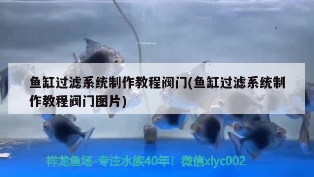 魚(yú)缸過(guò)濾系統(tǒng)制作教程閥門(魚(yú)缸過(guò)濾系統(tǒng)制作教程閥門圖片) 泰龐海鰱魚(yú)