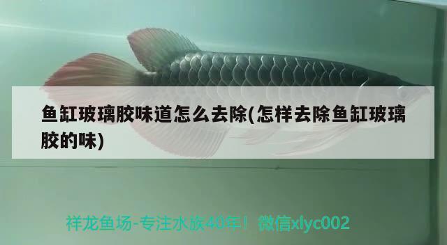 魚(yú)缸玻璃膠味道怎么去除(怎樣去除魚(yú)缸玻璃膠的味) 過(guò)背金龍魚(yú)