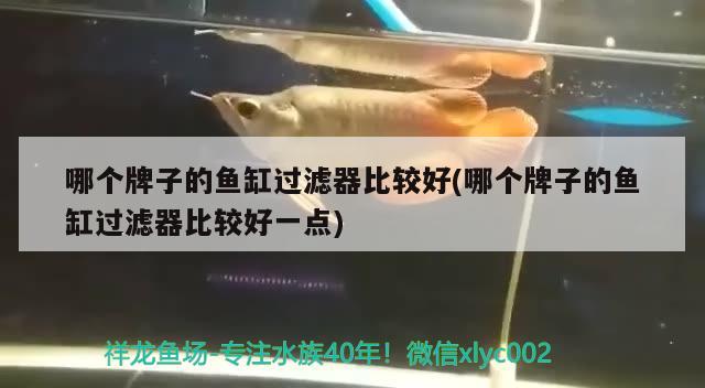 哪個牌子的魚缸過濾器比較好(哪個牌子的魚缸過濾器比較好一點) 黃金眼鏡蛇雷龍魚