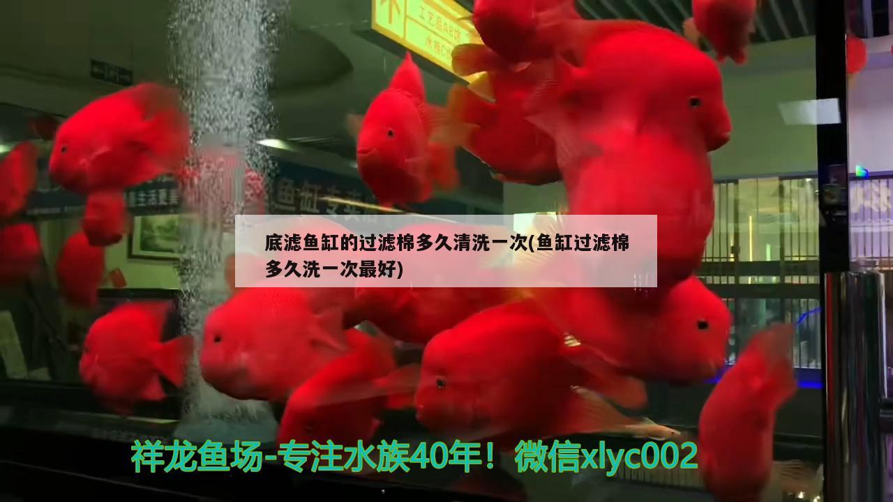 底濾魚(yú)缸的過(guò)濾棉多久清洗一次(魚(yú)缸過(guò)濾棉多久洗一次最好) 巨骨舌魚(yú)