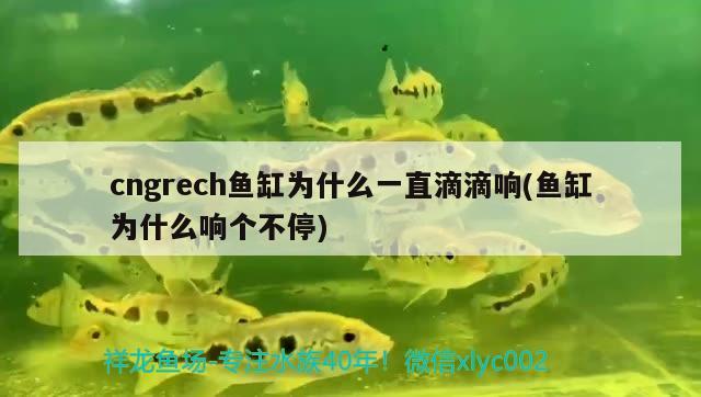 cngrech魚缸為什么一直滴滴響(魚缸為什么響個(gè)不停) 斑馬鴨嘴魚