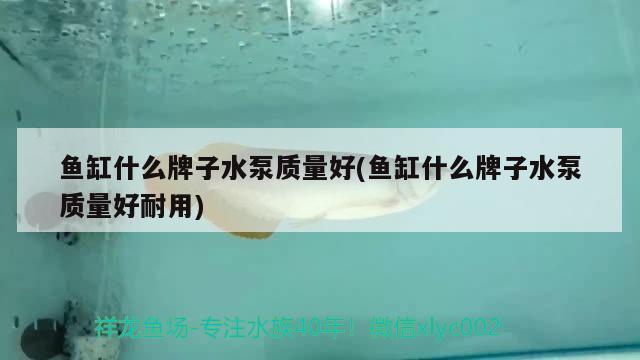 魚缸什么牌子水泵質(zhì)量好(魚缸什么牌子水泵質(zhì)量好耐用) 哥倫比亞巨暴魚苗