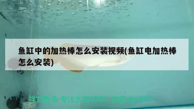 魚(yú)缸中的加熱棒怎么安裝視頻(魚(yú)缸電加熱棒怎么安裝) 黃金貓魚(yú)百科