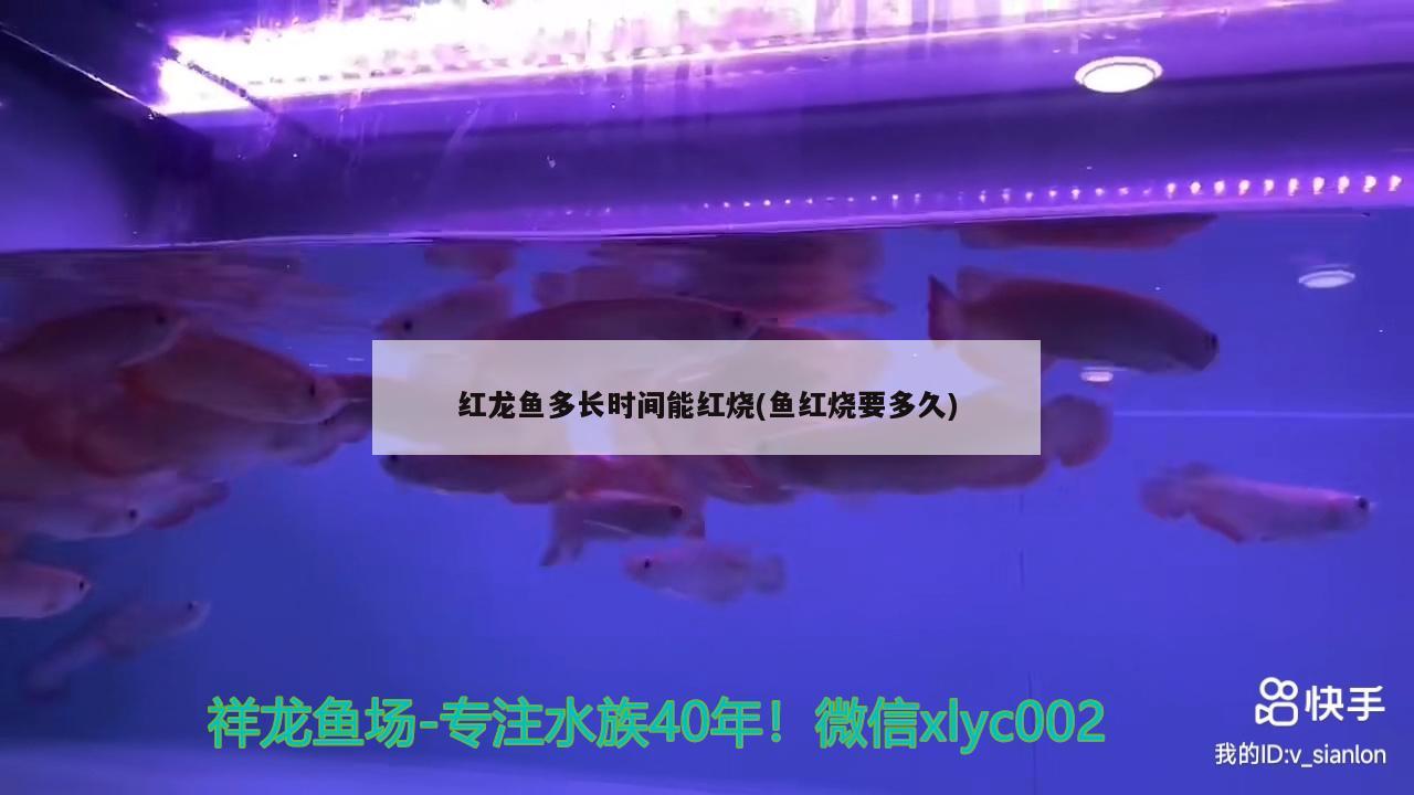 紅龍魚多長時間能紅燒(魚紅燒要多久) 玫瑰銀版魚