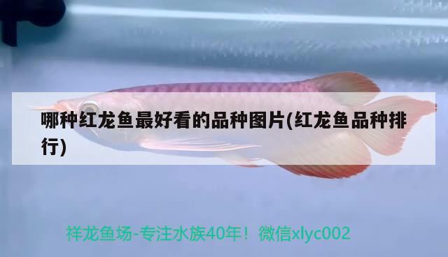 哪種紅龍魚(yú)最好看的品種圖片(紅龍魚(yú)品種排行) 翡翠鳳凰魚(yú)