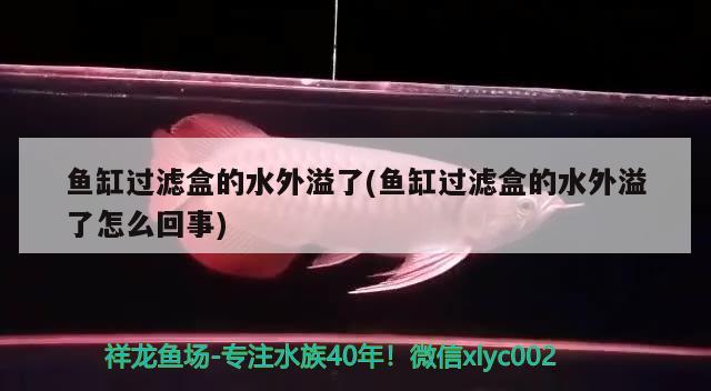 魚缸過濾盒的水外溢了(魚缸過濾盒的水外溢了怎么回事) 三色錦鯉魚