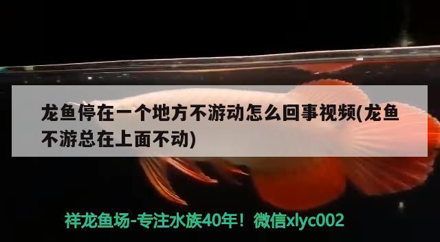 誰知道怎樣挑選鴻運當頭羅漢魚，買羅漢魚的時候怎樣辨別鴻運當頭羅漢魚亞成魚