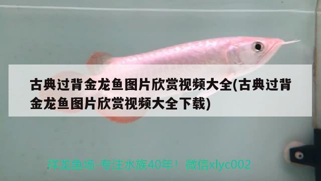 魚缸里的水管是如何組裝的?：魚缸怎么組裝那個水管