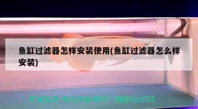 魚缸過濾器怎樣安裝使用(魚缸過濾器怎么樣安裝) 一眉道人魚