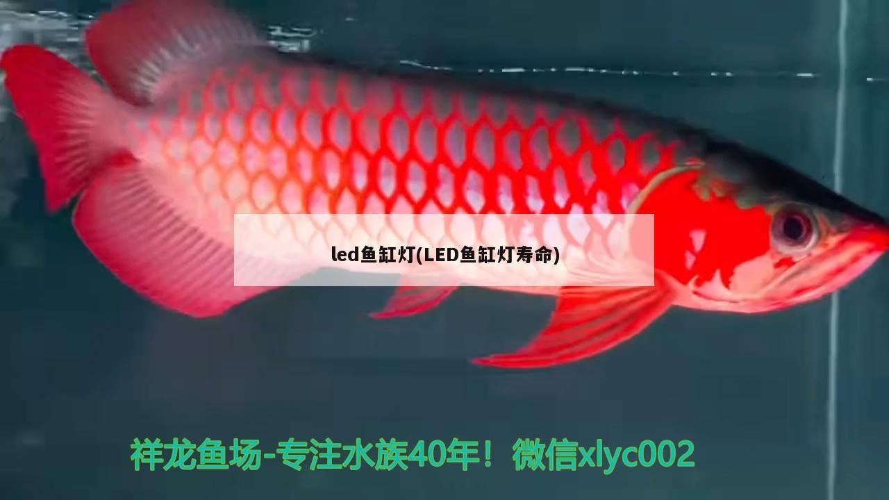 led魚缸燈(LED魚缸燈壽命)