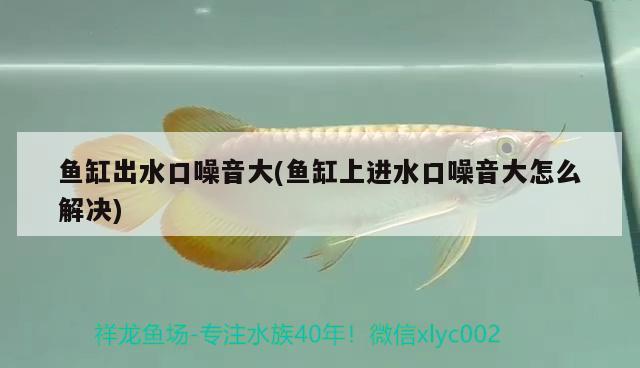 魚缸出水口噪音大(魚缸上進(jìn)水口噪音大怎么解決)