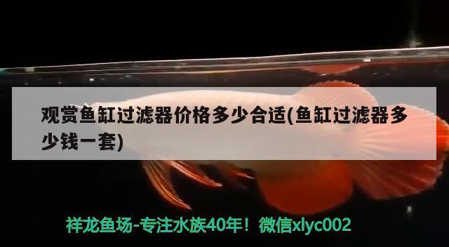 開封哪里有賣魚缸的市場地址啊圖片（ 開封市觀賞魚市場） 大白鯊魚