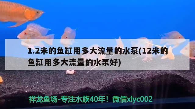 1.2米的魚缸用多大流量的水泵(12米的魚缸用多大流量的水泵好) 委內(nèi)瑞拉奧里諾三間魚苗