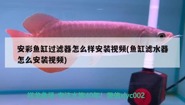 魚缸過濾網(wǎng)怎么安裝的(魚缸過濾網(wǎng)怎么用) 魟魚百科