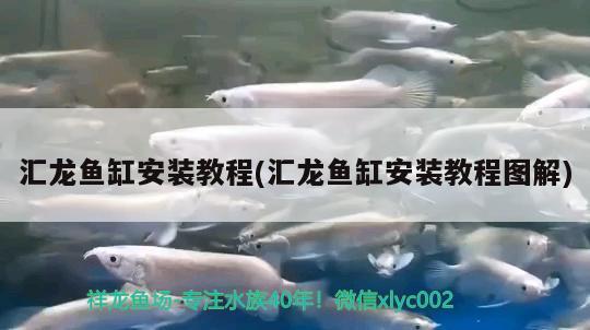 畫魚缸的簡筆畫圖片 畫魚缸的簡筆畫圖片大全 紅白錦鯉魚 第1張