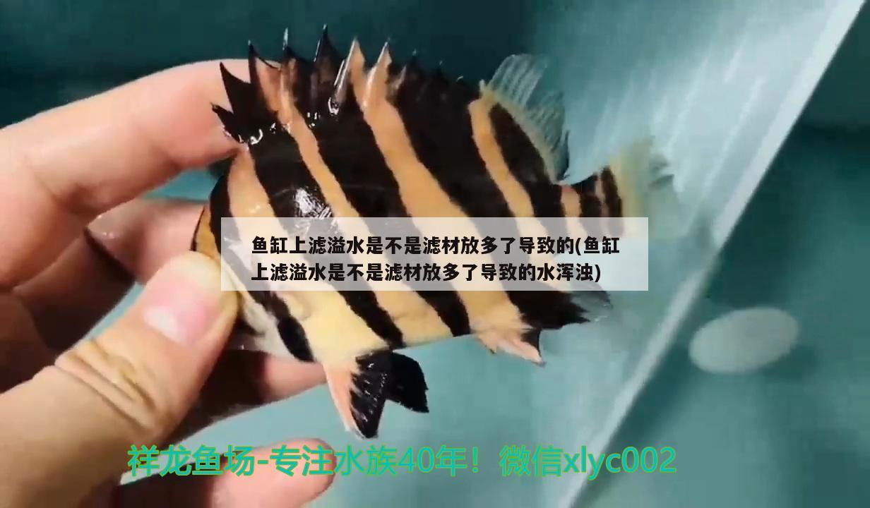 彩蝶魚(yú)缸雙出水口怎么拆開(kāi)視頻(彩蝶魚(yú)缸怎么放水)