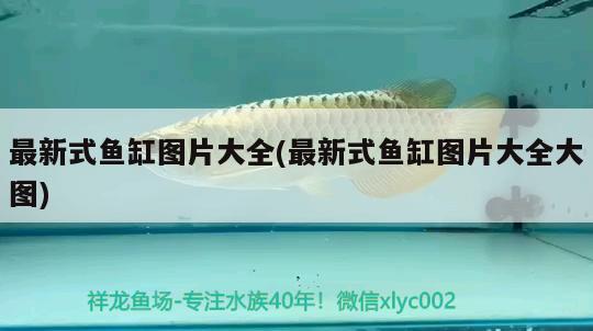 救救我的小魚兒 紅龍福龍魚 第3張