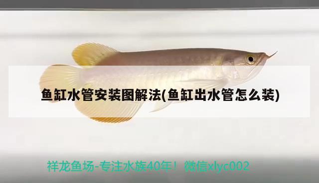 彩蝶魚缸燈架怎么安裝圖解圖片(彩蝶魚缸燈架怎么安裝圖解圖片視頻) 白子關(guān)刀魚