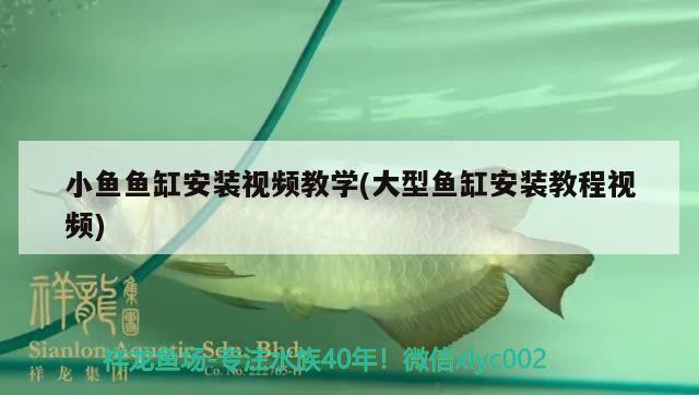 小魚魚缸安裝視頻教學(xué)(大型魚缸安裝教程視頻) 祥龍水族護(hù)理水