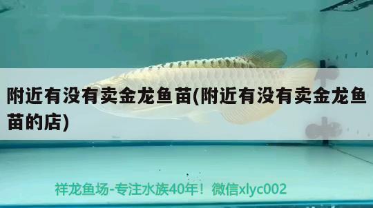 附近有沒有賣金龍魚苗(附近有沒有賣金龍魚苗的店)