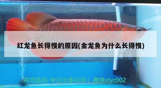 紅龍魚長得慢的原因(金龍魚為什么長得慢) 帝王迷宮魚