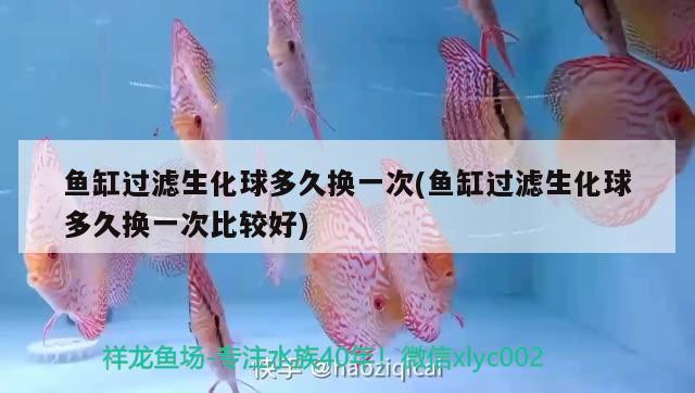 魚缸過濾生化球多久換一次(魚缸過濾生化球多久換一次比較好)