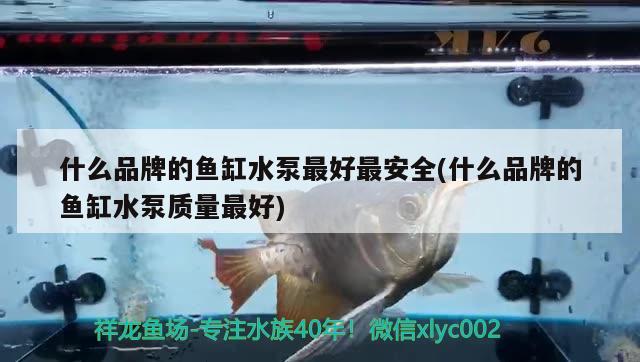 泰國觀賞魚進(jìn)口流程、注意事項(xiàng)和運(yùn)輸方式泰國觀賞魚的運(yùn)輸方式，如何將泰國觀賞魚帶回中國觀賞魚進(jìn)口流程、注意事項(xiàng)和運(yùn)輸方式