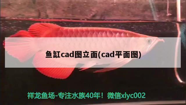 魚缸cad圖立面(cad平面圖) 非洲象鼻魚