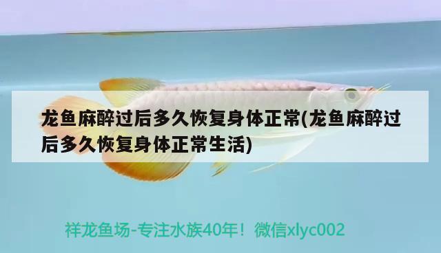 龍魚(yú)麻醉過(guò)后多久恢復(fù)身體正常(龍魚(yú)麻醉過(guò)后多久恢復(fù)身體正常生活)