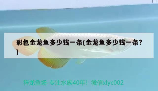 彩色金龍魚(yú)多少錢一條(金龍魚(yú)多少錢一條?) 白寫(xiě)錦鯉魚(yú)