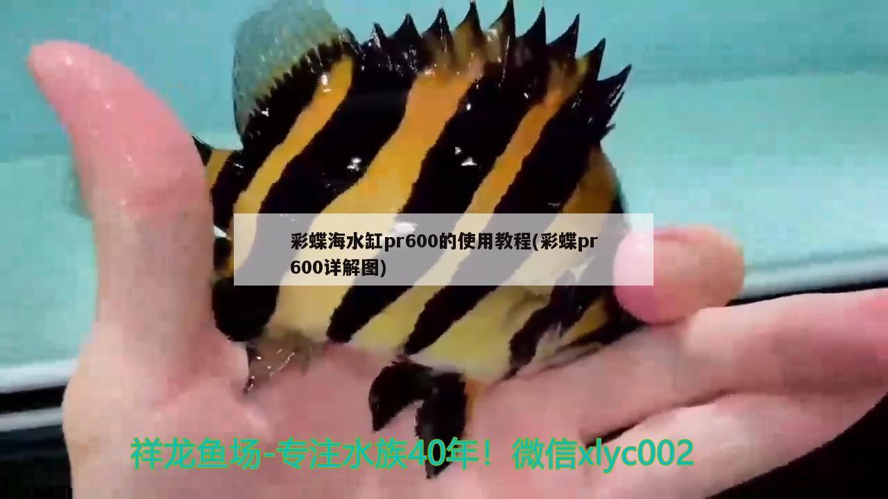 彩蝶海水缸pr600的使用教程(彩蝶pr600詳解圖)