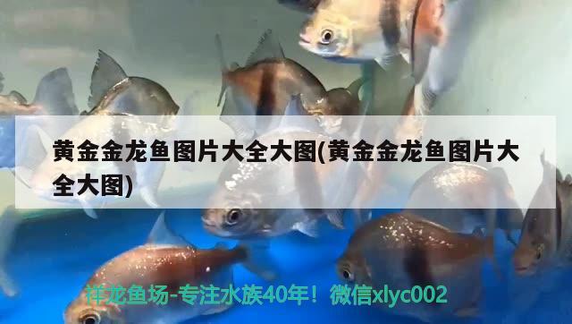 黃金金龍魚圖片大全大圖(黃金金龍魚圖片大全大圖)