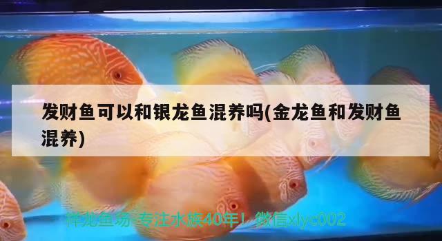 發(fā)財(cái)魚可以和銀龍魚混養(yǎng)嗎(金龍魚和發(fā)財(cái)魚混養(yǎng)) 銀龍魚百科