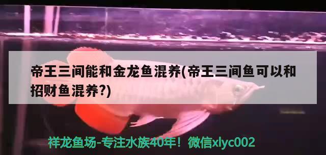 銀龍魚身上有白色絮狀物怎么回事(龍魚身上有白色絮狀物龍魚身上有一層白膜) 銀龍魚 第1張