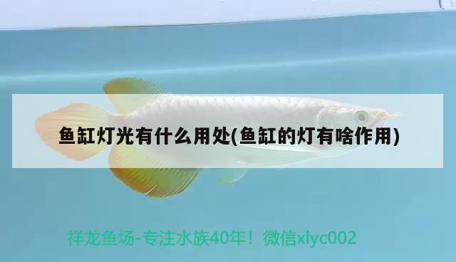 魚(yú)缸燈光有什么用處(魚(yú)缸的燈有啥作用)