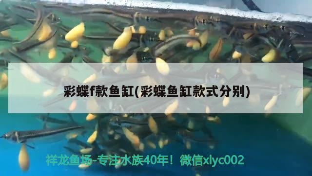 彩蝶f款魚缸(彩蝶魚缸款式分別)