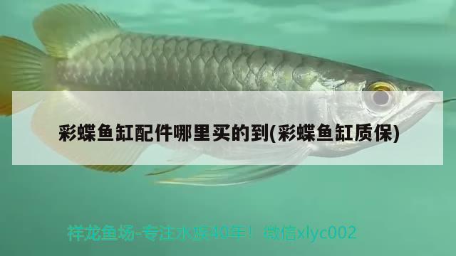 彩蝶魚缸配件哪里買的到(彩蝶魚缸質(zhì)保)