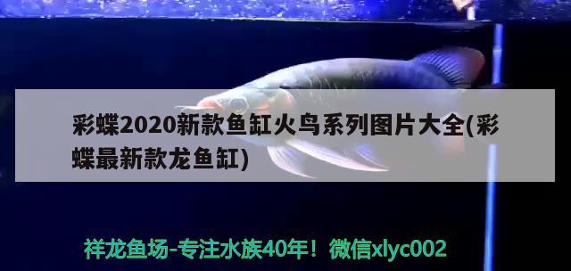 彩蝶2020新款魚缸火鳥系列圖片大全(彩蝶最新款龍魚缸) 廣州觀賞魚批發(fā)市場