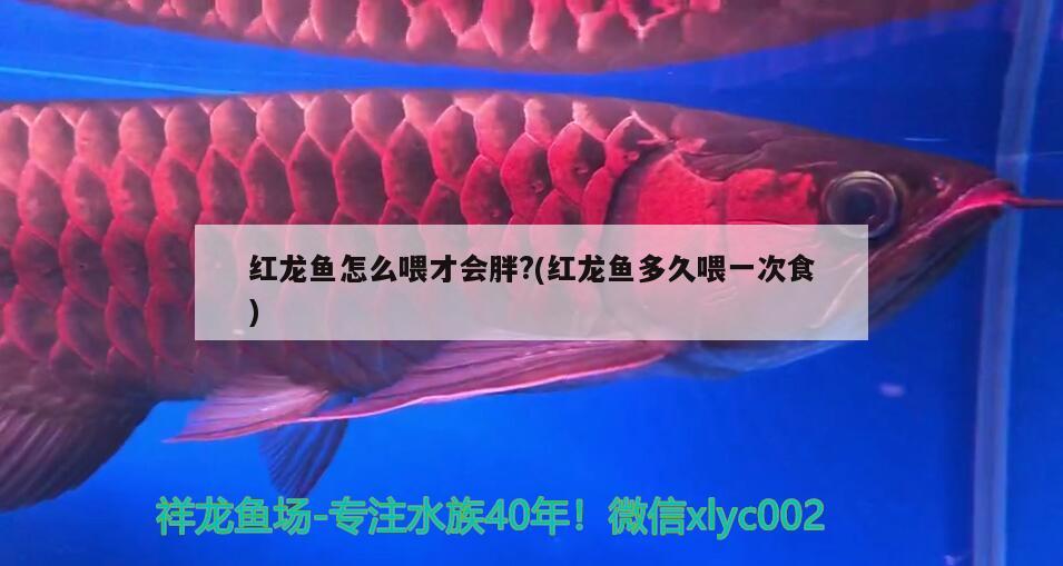 紅龍魚怎么喂才會胖?(紅龍魚多久喂一次食) iwish愛唯希品牌魚缸