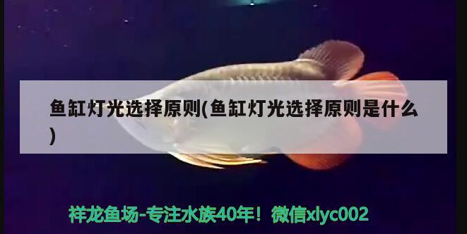 魚缸燈光選擇原則(魚缸燈光選擇原則是什么) 翡翠鳳凰魚