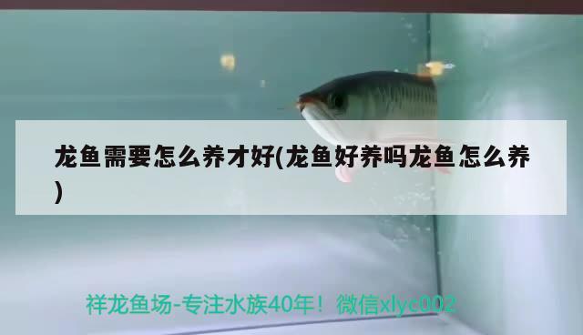 燕窩是什么東西做成的?燕窩可以干嘛?(燕窩是用什么東西做成的) 馬來西亞燕窩 第2張