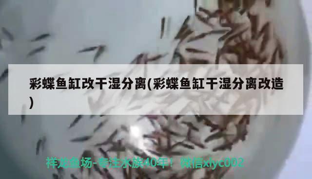 彩蝶魚缸改干濕分離(彩蝶魚缸干濕分離改造) 錦鯉魚百科