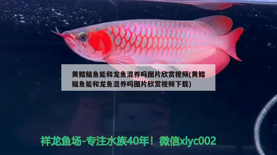 黃鰭鯧魚能和龍魚混養(yǎng)嗎圖片欣賞視頻(黃鰭鯧魚能和龍魚混養(yǎng)嗎圖片欣賞視頻下載)