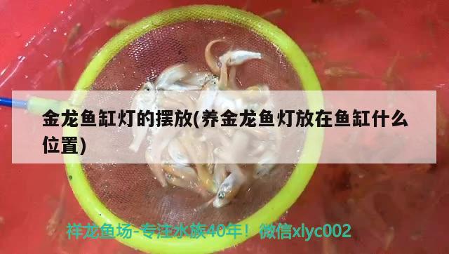 金龍魚缸燈的擺放(養(yǎng)金龍魚燈放在魚缸什么位置)