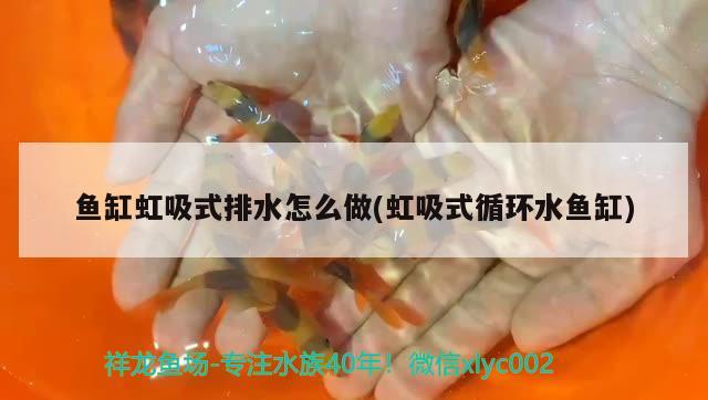 魚缸虹吸式排水怎么做(虹吸式循環(huán)水魚缸) 申古銀版魚