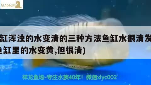 魚(yú)缸渾濁的水變清的三種方法魚(yú)缸水很清發(fā)黃(魚(yú)缸里的水變黃,但很清)