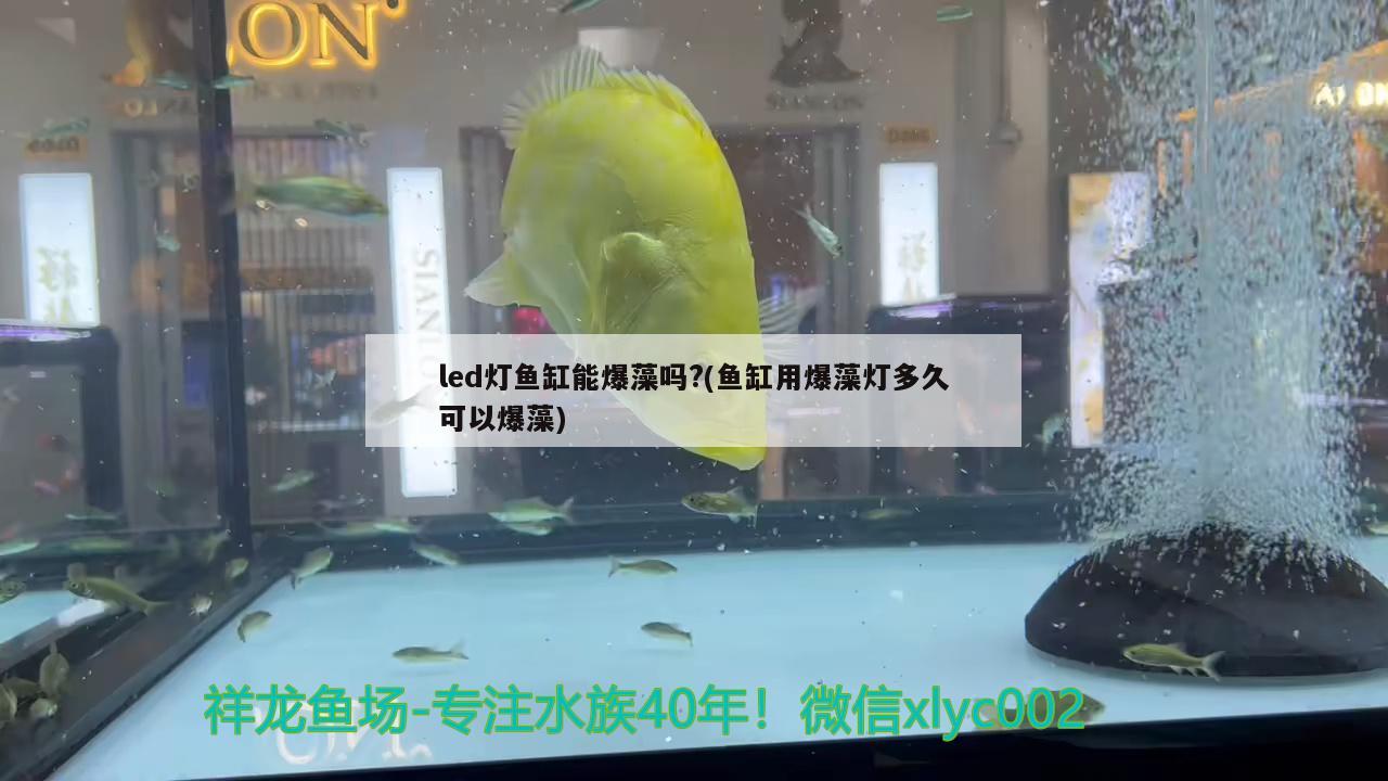 led燈魚缸能爆藻嗎?(魚缸用爆藻燈多久可以爆藻) 大嘴鯨魚